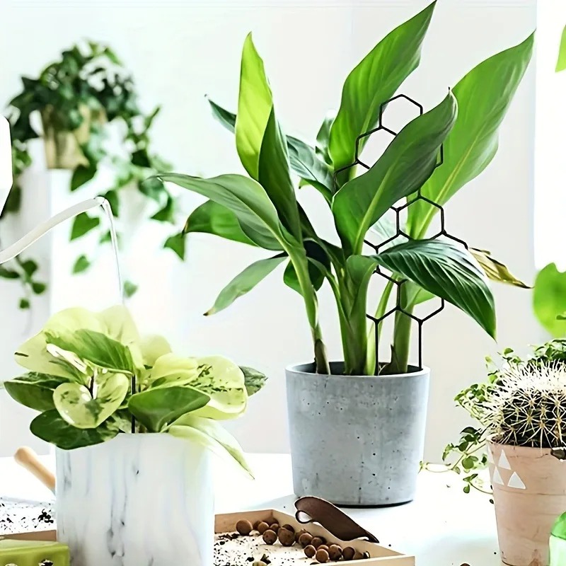 3 adet bitki destek çerçevesi  - Sphagnum Moss Dry incelemesi ve fiyatı
